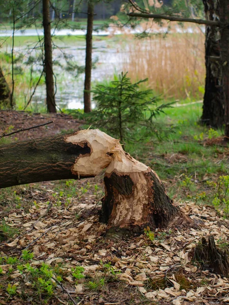 Danos Causados Floresta Pela Água Pelos Castores Árvores Roídas Derrubar — Fotografia de Stock