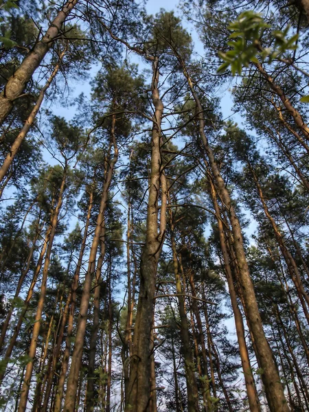 Egy Fenyőfa Melynek Törzse Kettéhasad Majd Újra Összeér Hogy Tűt — Stock Fotó