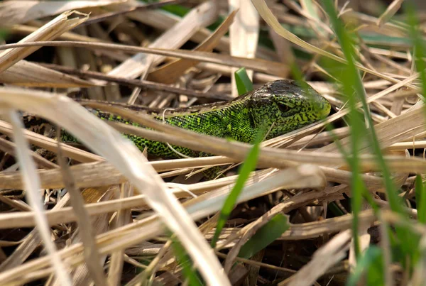 Zelená Lacerta Viridis Lacerta Agilis Druh Ještěrky Rodu Zelených Ještěrek — Stock fotografie