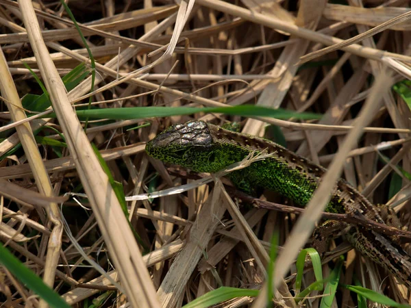 Zelená Lacerta Viridis Lacerta Agilis Druh Ještěrky Rodu Zelených Ještěrek — Stock fotografie