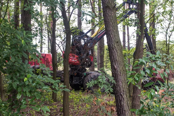 Cosechadora Forestal Durante Trabajo Entre Árboles Bosque —  Fotos de Stock