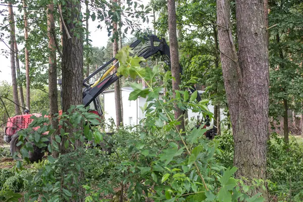 Skogsavverkare Ett Jobb Bland Träd Skogen — Stockfoto