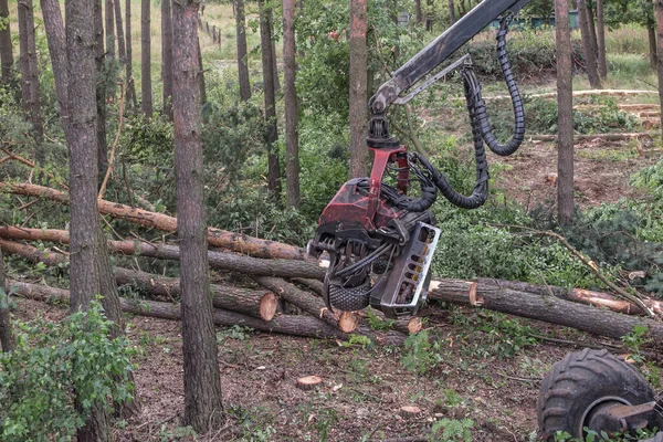 Abatteuse Forestière Pendant Emploi Parmi Les Arbres Dans Forêt — Photo