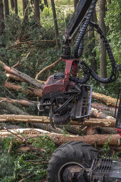 Mietitrebbia Forestale Durante Lavoro Tra Gli Alberi Nella Foresta — Foto Stock