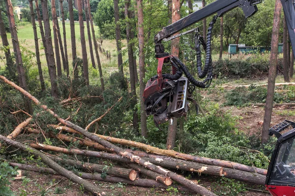 Abatteuse Forestière Pendant Emploi Parmi Les Arbres Dans Forêt — Photo