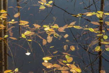 Çukurlar 100 yıl önce batırılan demir madeninden gelen suyla dolmuştu. Silezya 'da Pasieki adında bir yer, Miasteczko Slaskie yakınlarındaki bir ormanda..