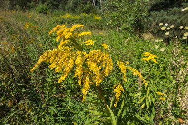 Sarı çiçekli altın sarısı mimoza olarak da bilinir. Sonbaharın gelişini haber veren bitki çiçeği.