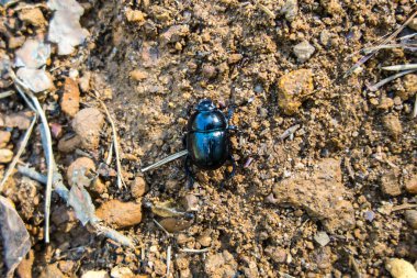 Orman böceği (Anoplotes stercorosus) - gübre böceği ve Geotrupinae alt familyasından bir tür..