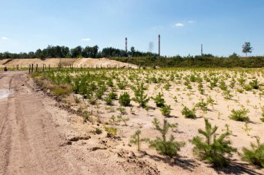 Çam tohumlarıyla ekilmiş eski kum madeninin ormanları.