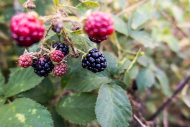 Vahşi böğürtlen meyveleri orman ve çayırların yakınında çalılıklar oluşturuyor.