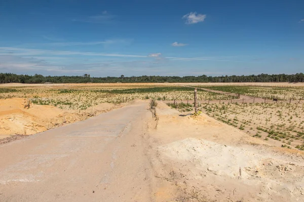 afforestation of the former sand mine, planted with pine seedlings