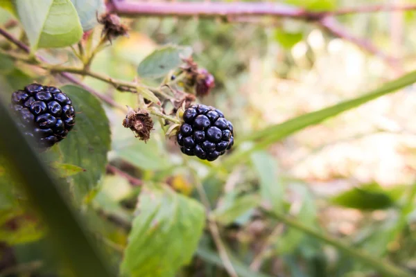 Wild Blackberry Fruits Forming Thickets Forest Meadows — Stock Photo, Image