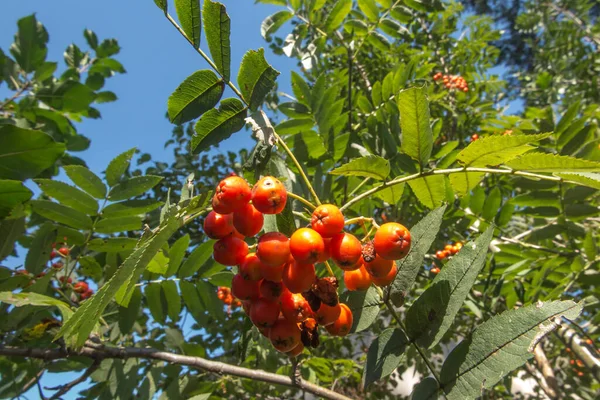 赤い熟す果実のあるローワンの枝 — ストック写真