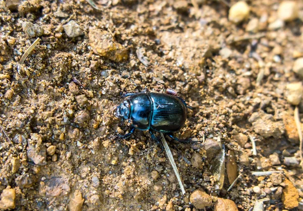 Lesní Brouk Anoplotrupes Stercorosus Druh Trusu Brouka Podčeledi Geotrupinae — Stock fotografie