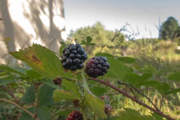 Wilde Brombeerfrüchte Bilden Dickicht Der Nähe Von Wald Und Wiesen — Stockfoto