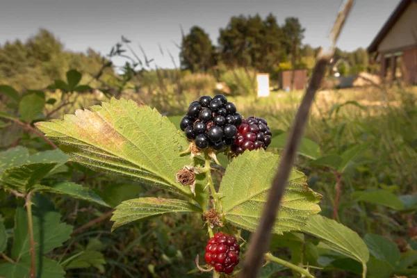 Fructe Mure Sălbatice Care Formează Grosimi Apropierea Pădurii Pajiștilor — Fotografie, imagine de stoc