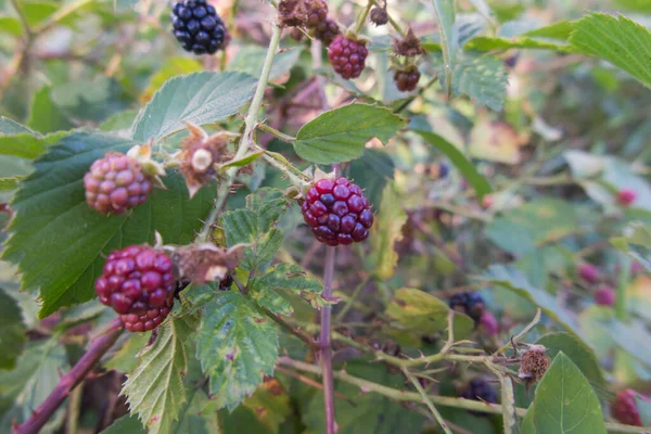 Frutti Mora Selvatica Formando Boscaglie Vicino Bosco Prati — Foto Stock