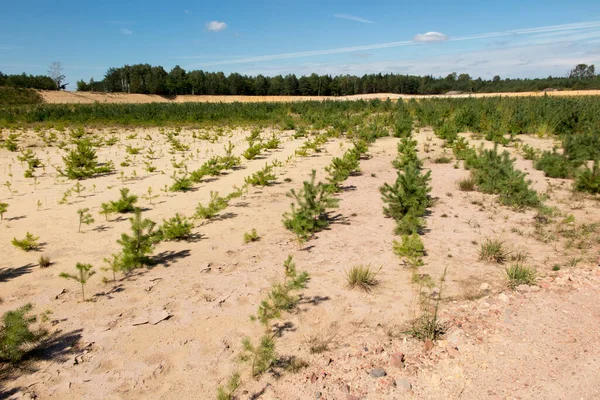 Skogplanting Den Tidligere Sandgruven Beplantet Med Furuspirer – stockfoto