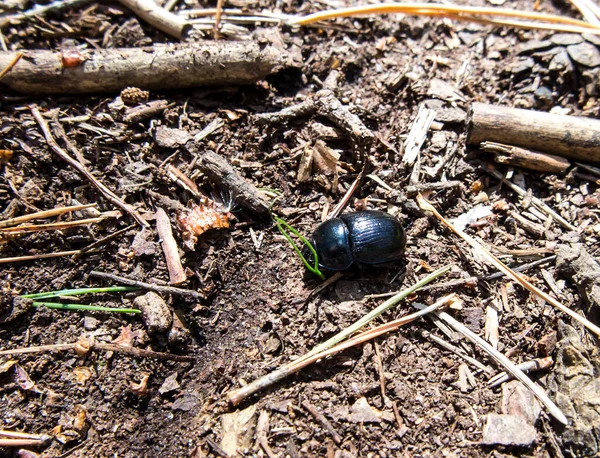 Lesní Brouk Anoplotrupes Stercorosus Druh Trusu Brouka Podčeledi Geotrupinae — Stock fotografie