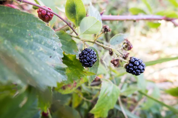 Wilde Brombeerfrüchte Bilden Dickicht Der Nähe Von Wald Und Wiesen — Stockfoto