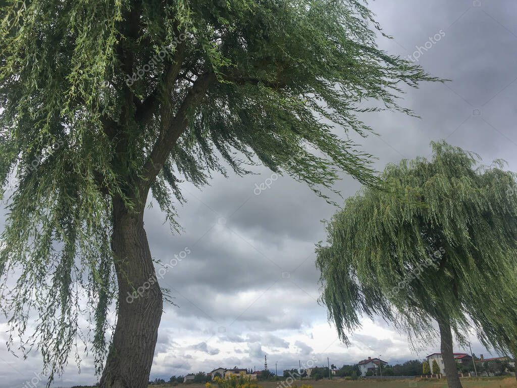 Sauces llorones por los caminos típicos de la campiña polaca con ramas