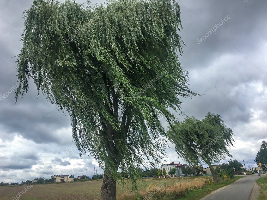 Sauces llorones por los caminos típicos de la campiña polaca con ramas