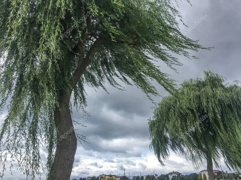 Sauces llorones por los caminos típicos de la campiña polaca con ramas