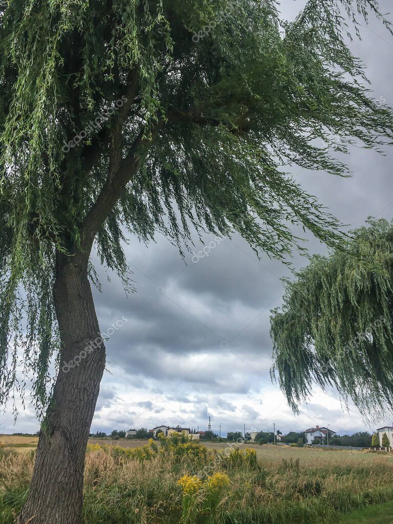 Sauces llorones por los caminos típicos de la campiña polaca con ramas