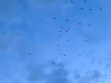 Gökyüzündeki kuşlar arka plan olarak Mrzezyno, Polonya 'daki kumsaldan görülebilir..