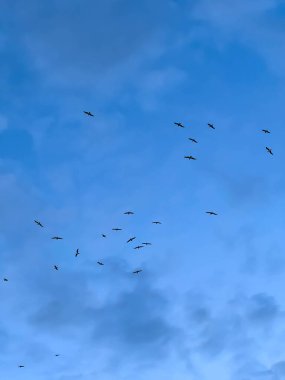 Gökyüzündeki kuşlar arka plan olarak Mrzezyno, Polonya 'daki kumsaldan görülebilir..