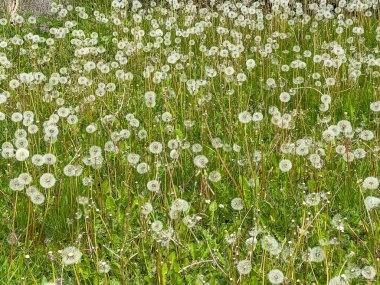 Karahindibalar ve olgun yosun çiçekleri arka plan görevi görürler..