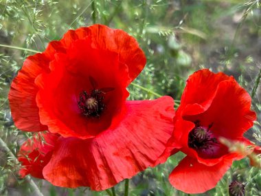 Kırmızı tarla gelinciği çiçekleri yakın plan..