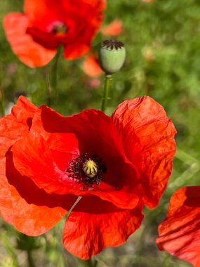 Kırmızı tarla gelinciği çiçekleri yakın plan..