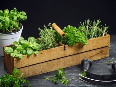Photo of basil, rosemary, thyme, and parsley in an old wooden box on a table. clipart