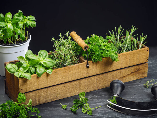 Photo of basil, rosemary, thyme, and parsley in an old wooden box on a table.