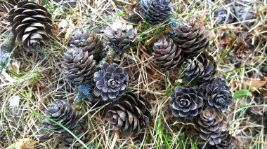 melez (bitki) koni üzerinde kuru ot