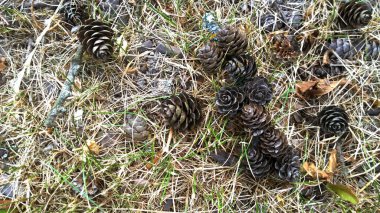 melez (bitki) koni üzerinde kuru ot