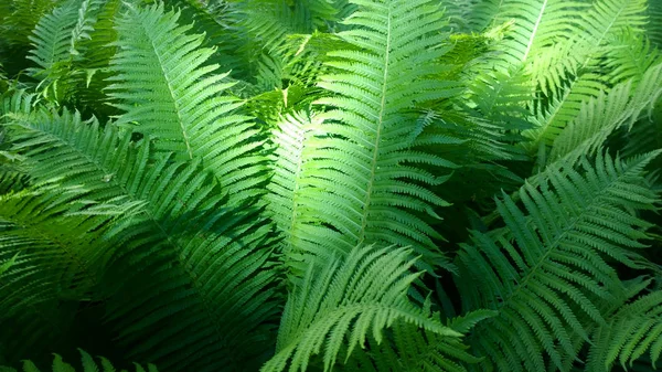 ormanda yaz eğreltiotu yaprakları