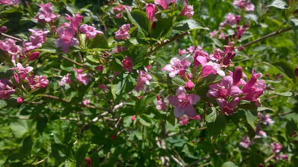 Weigel bush bahçede yaz