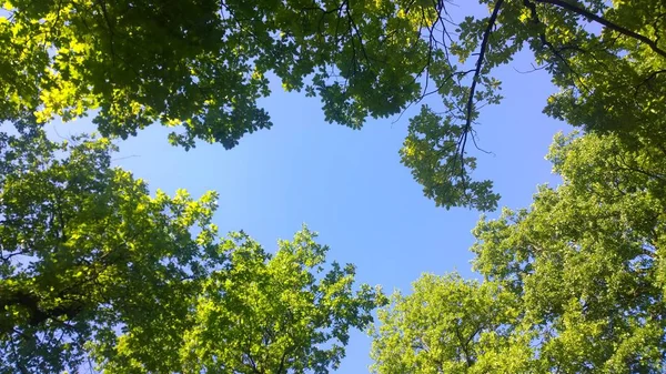 Árvores Contra Céu — Fotografia de Stock