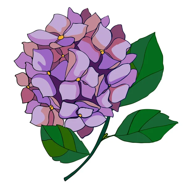 Increíble Hortensia Violeta Flor — Vector de stock
