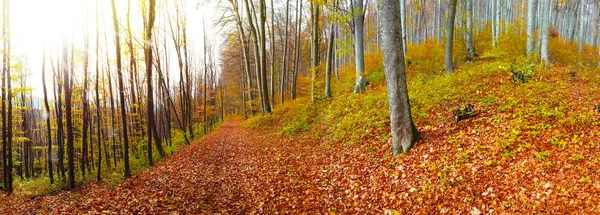 Wide Panorama Gorgeous Forest Autumn Scenic Landscape Pleasant Warm Sunshine — Stock Photo, Image