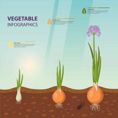Infochart poster ile soğan büyüme aşamaları