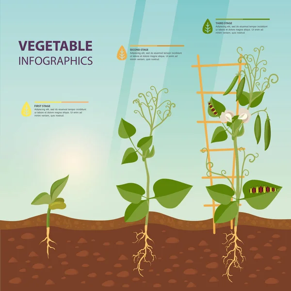 Infographie des stades de croissance des plantes. Botanique — Image vectorielle