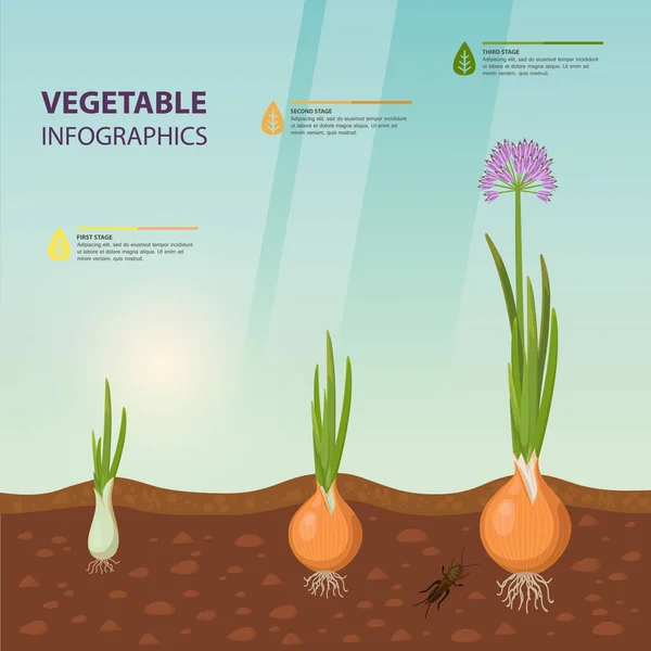 Infochart poster with onion growth stages — Stock Vector