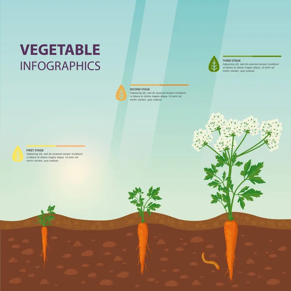 Infográfico para estágios de cultivo de cenoura . —  Vetores de Stock