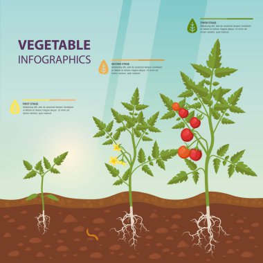 Aşamaları büyüyen domates Infographic.