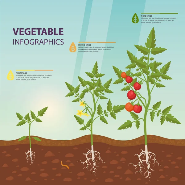 Infográfico de tomate para estágios de crescimento . —  Vetores de Stock
