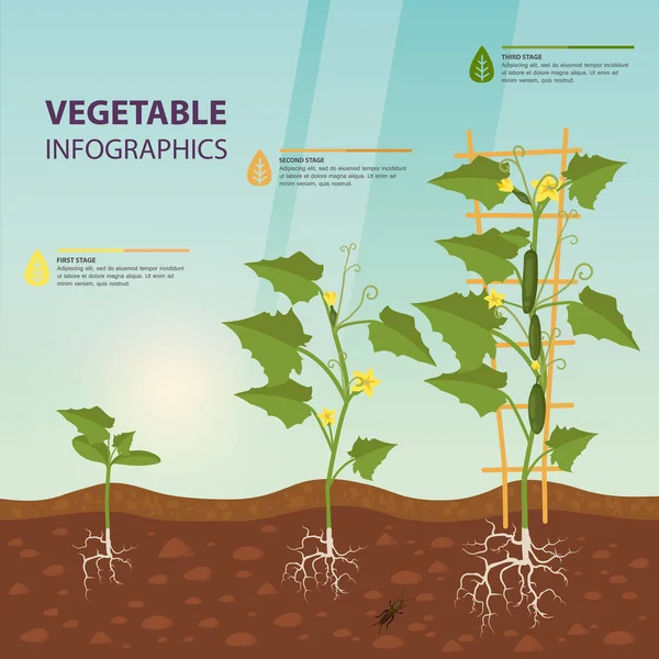 Komkommer of cuke op sluipende wijnstok infographic — Stockvector