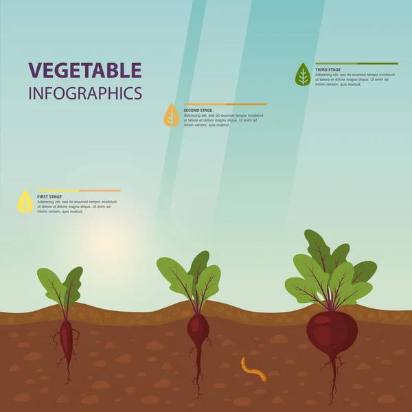 Infographic or infochart of beet or beta vulgaris — Stock Vector